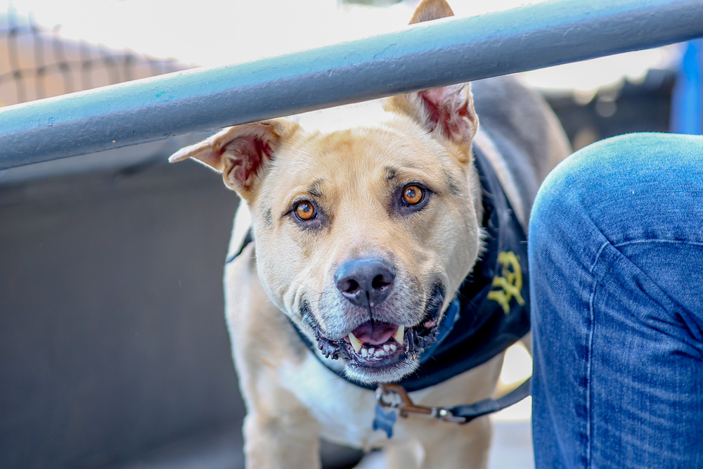 2026 03 29 562 Baseball LBSUvsUCI